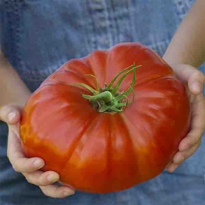 Picture of Tomato Gigantomo F1
